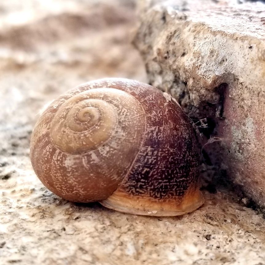 The Snail: Origin of the word Cochlea. - Holland Doctors of Audiology